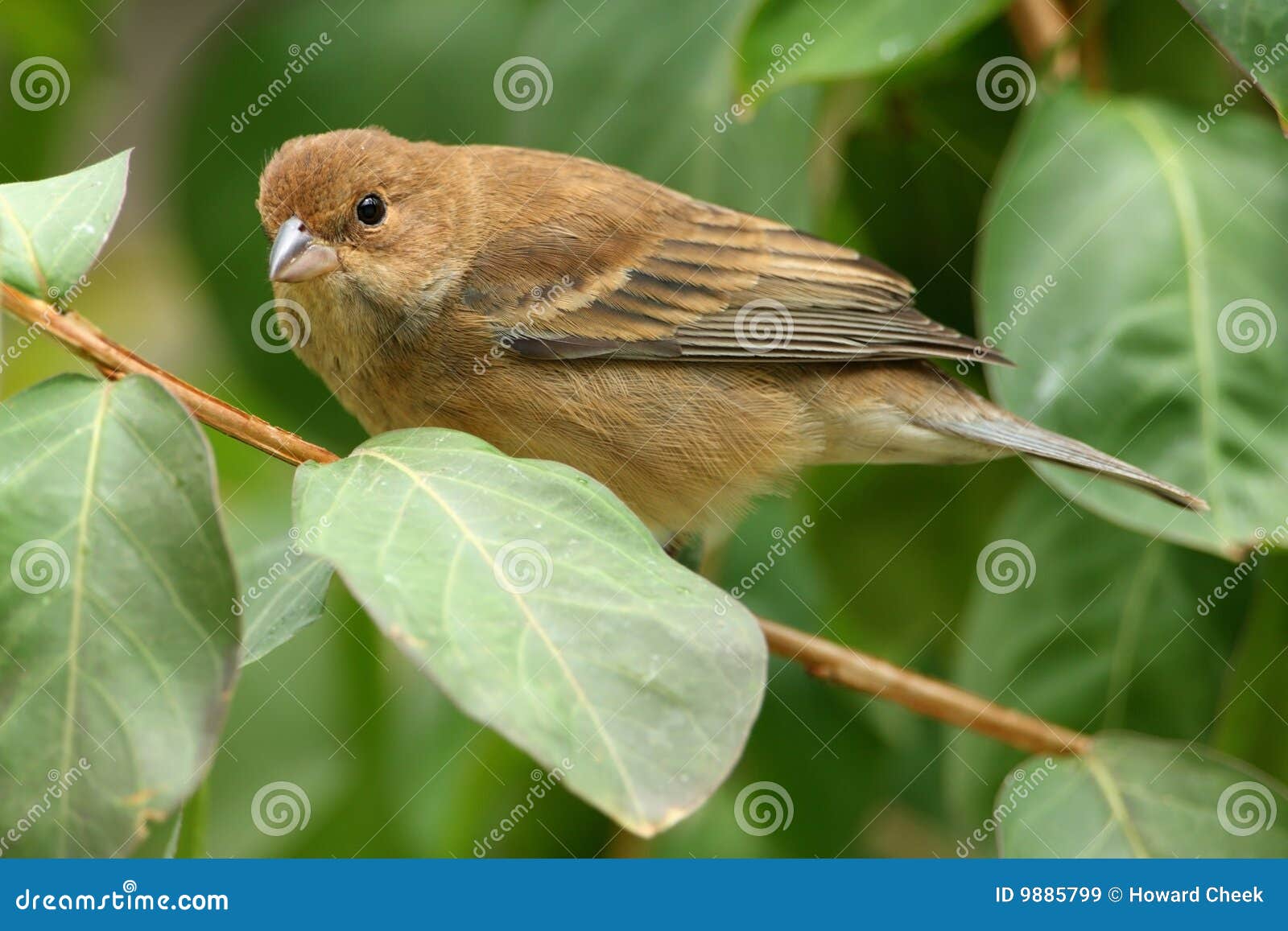 Indigo Bunting Female