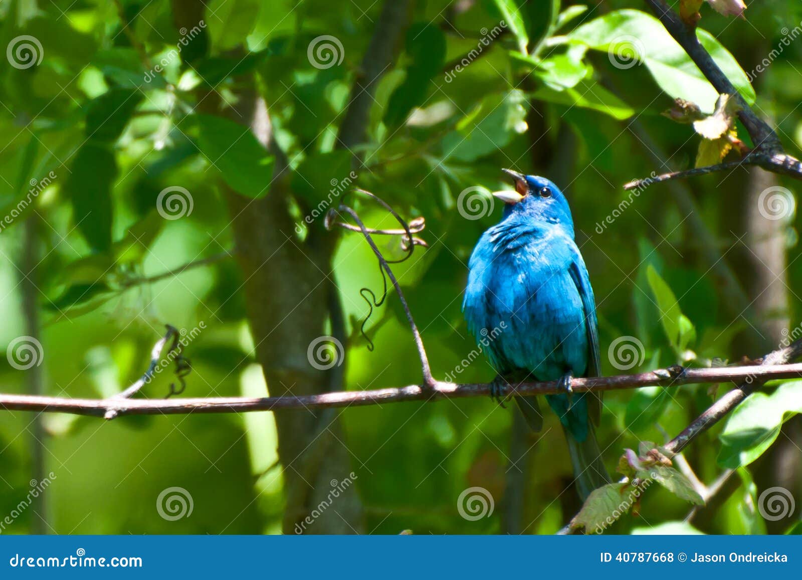 indigo bunting