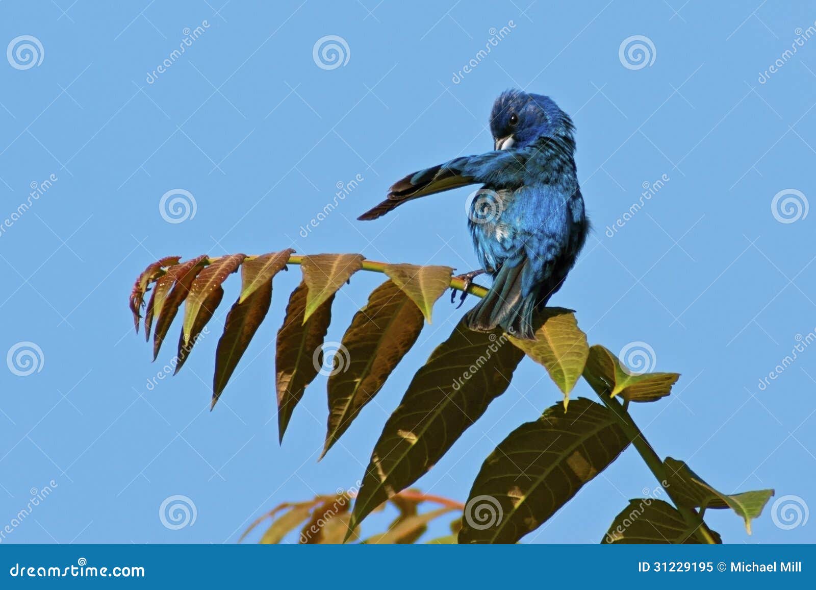 Indigo Bunting preening feathers with blue sky background