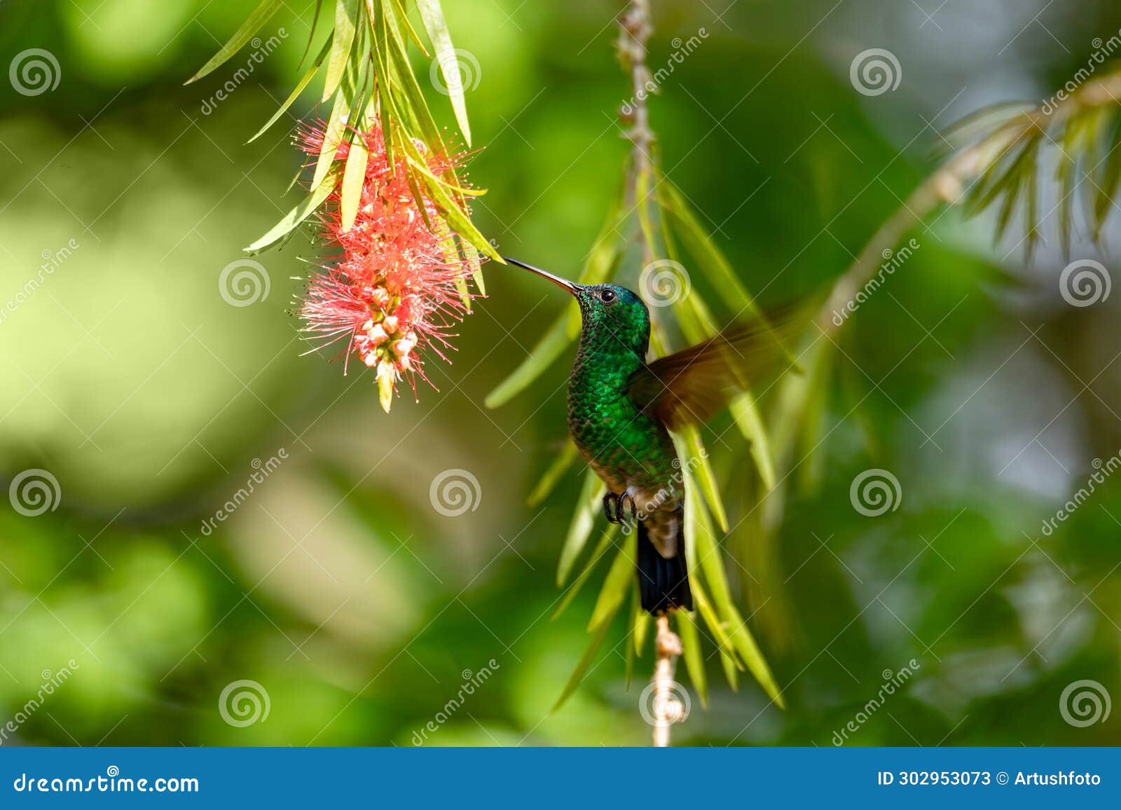 indigo-capped hummingbird (saucerottia cyanifrons). barichara, santander. wildlife and birdwatching in colombia