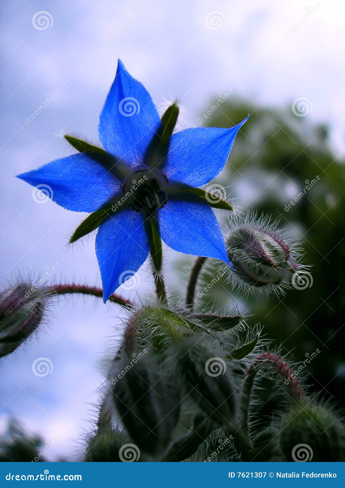 indigo flower