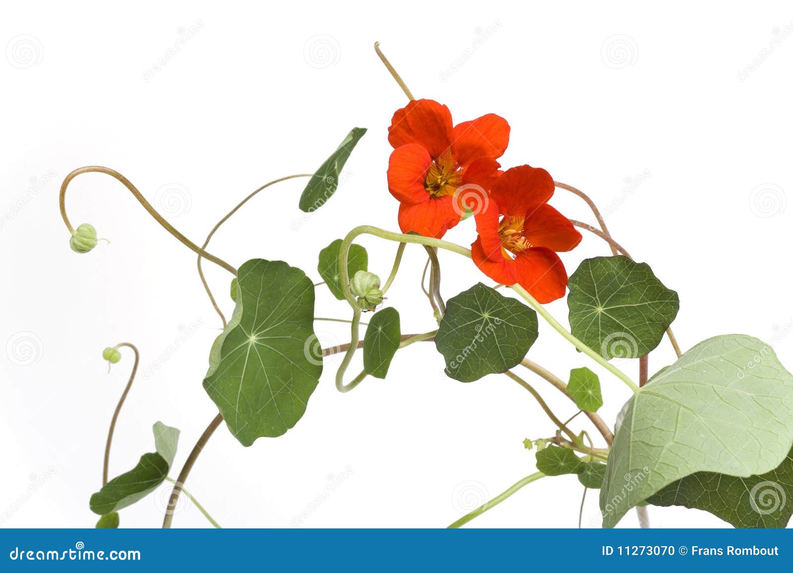 Indische Kresse Mit Orange Blumen Stockfoto Bild von kolben, blühen