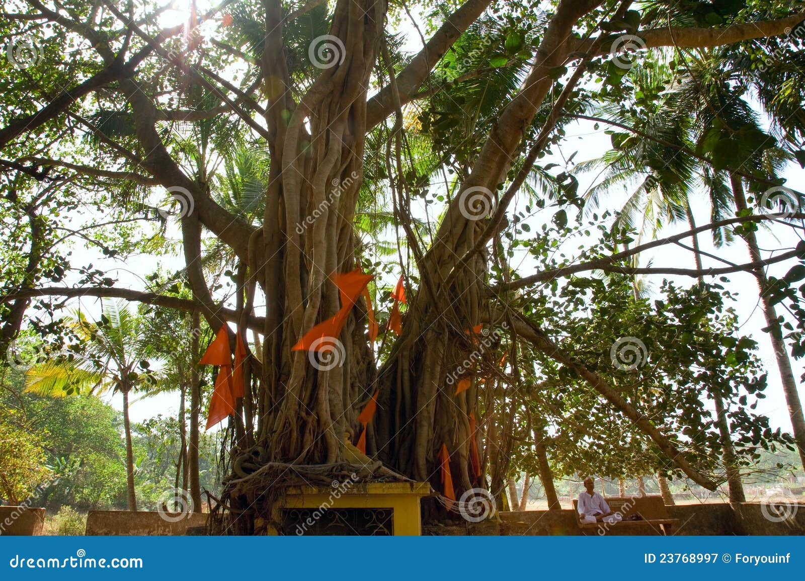 GOA, INDIA - MAART 3, 2012: Indische mensenzitting dichtbij grote banyan