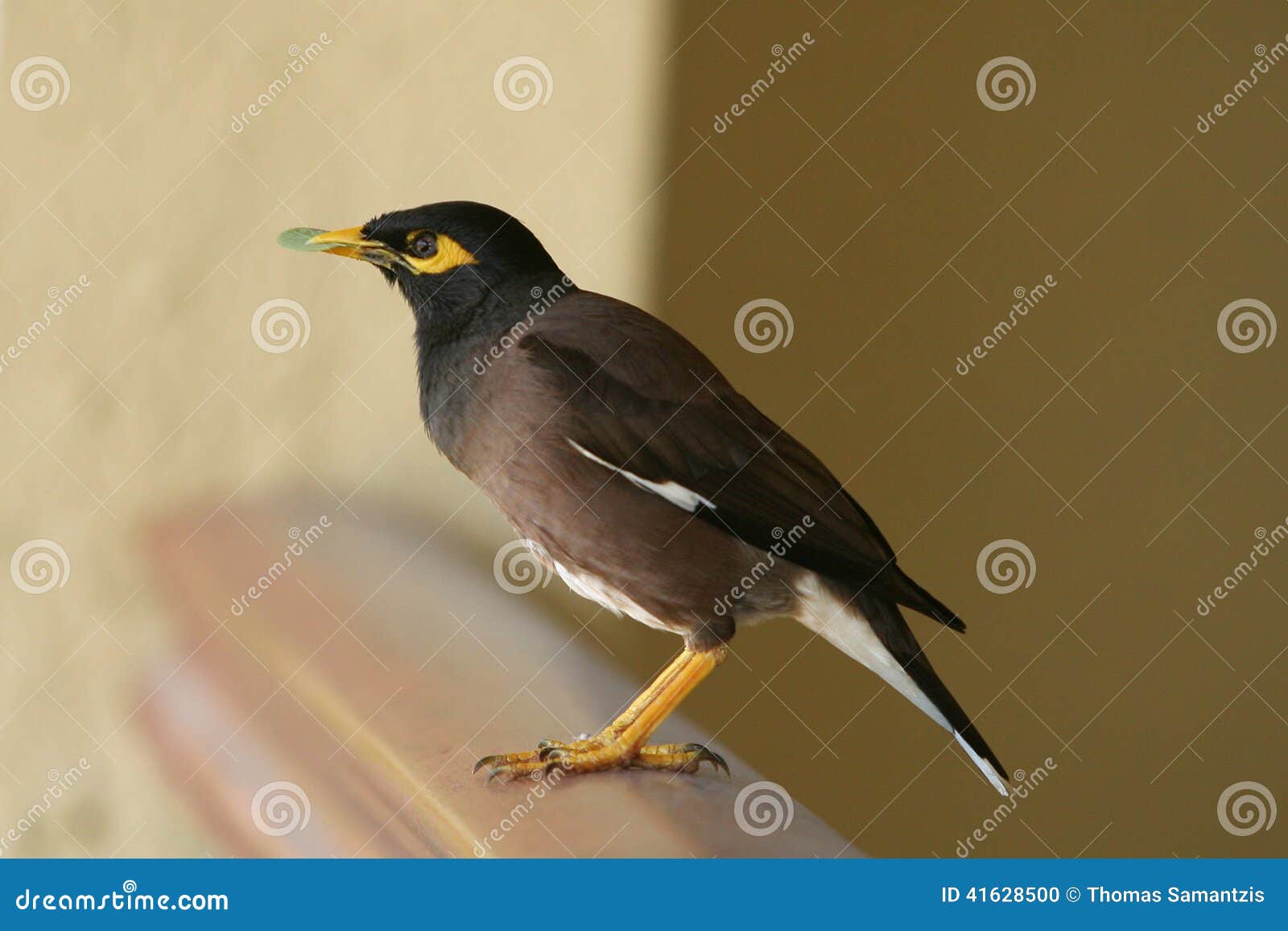 De Indische Mynah-vogel met een blad daarin is bek Gemeenschappelijke die vogel aan Australië wordt geïntroduceerd