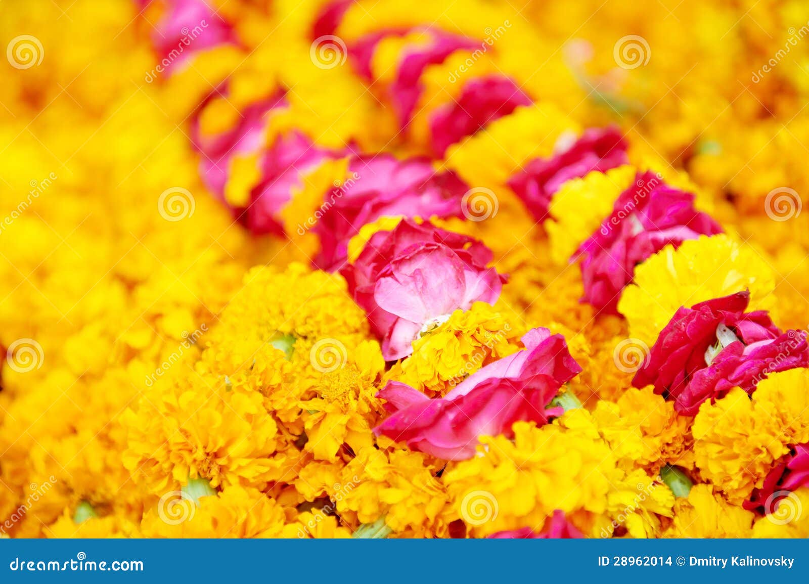 monster Verbinding vloek Indische Traditionele Oranje Bloemenslinger Stock Foto - Image of indië,  godsdienst: 28962014