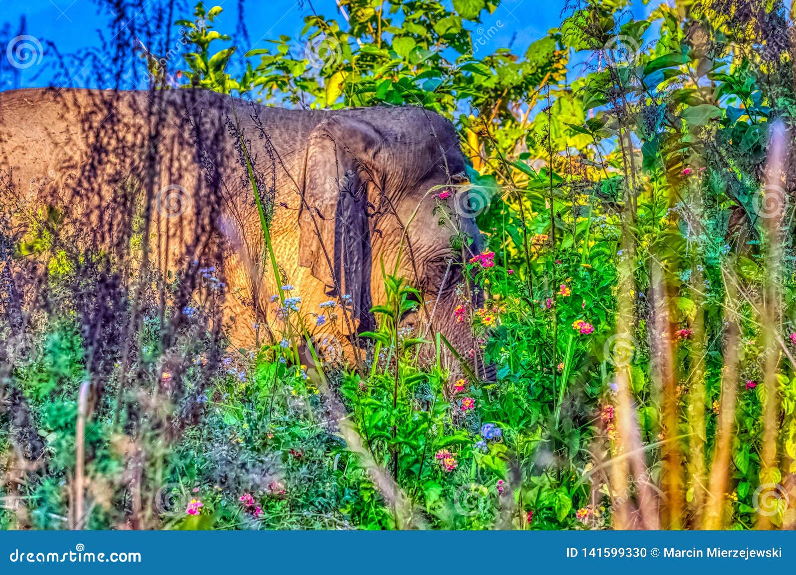 indischer elefant versteckt im busch  jim corbett