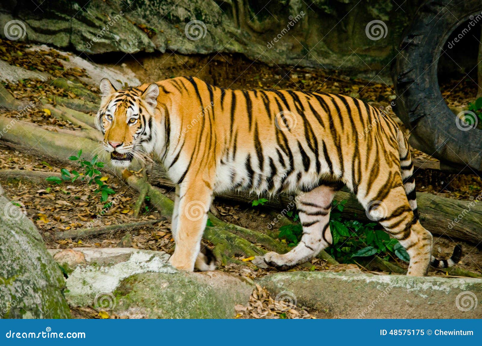 Indo chinesischer Tiger stockbild. Bild von schwarzes   21
