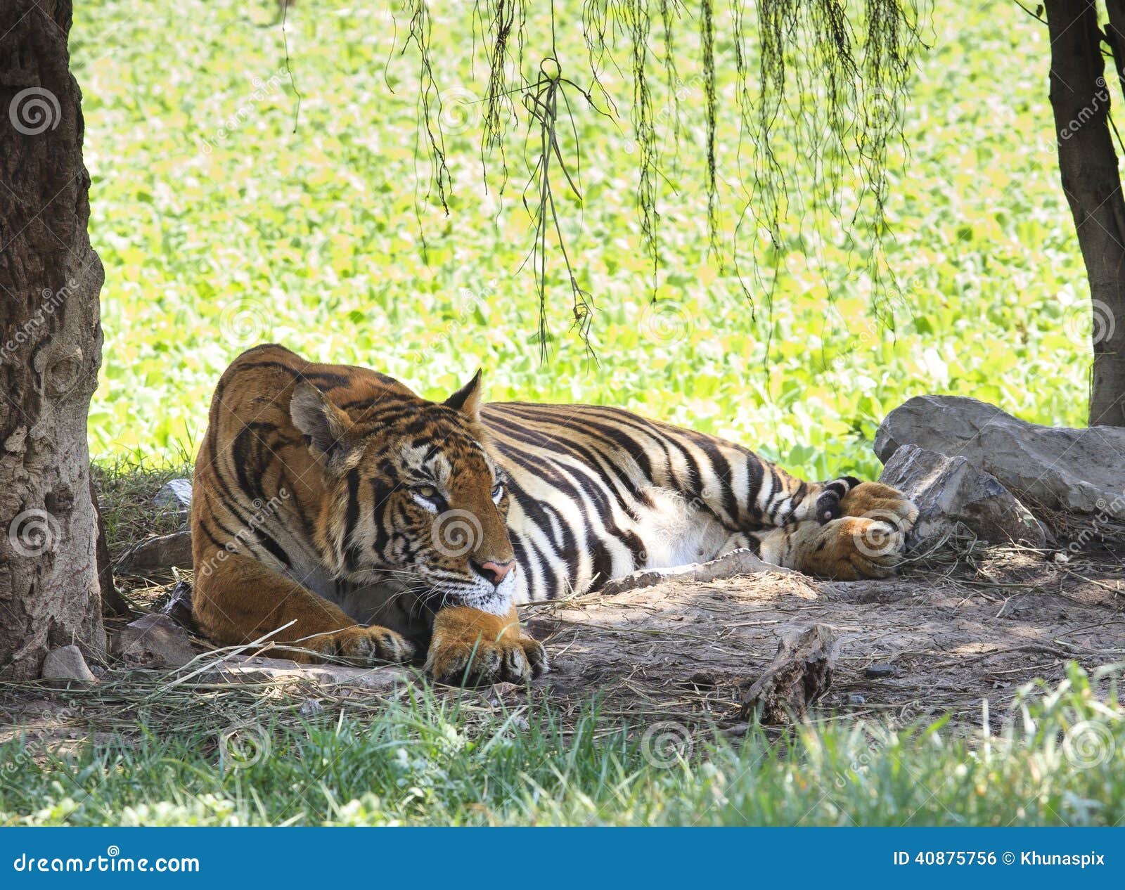 indochina tiger lying on field