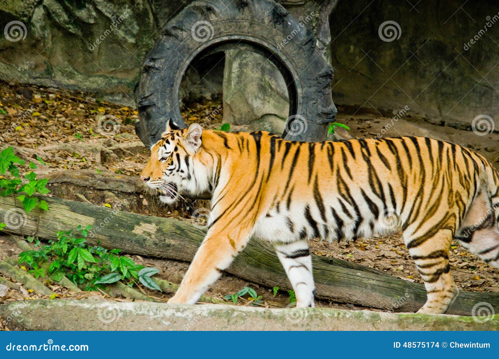 Indochinese tiger stock photo. Image of beautiful, head   21