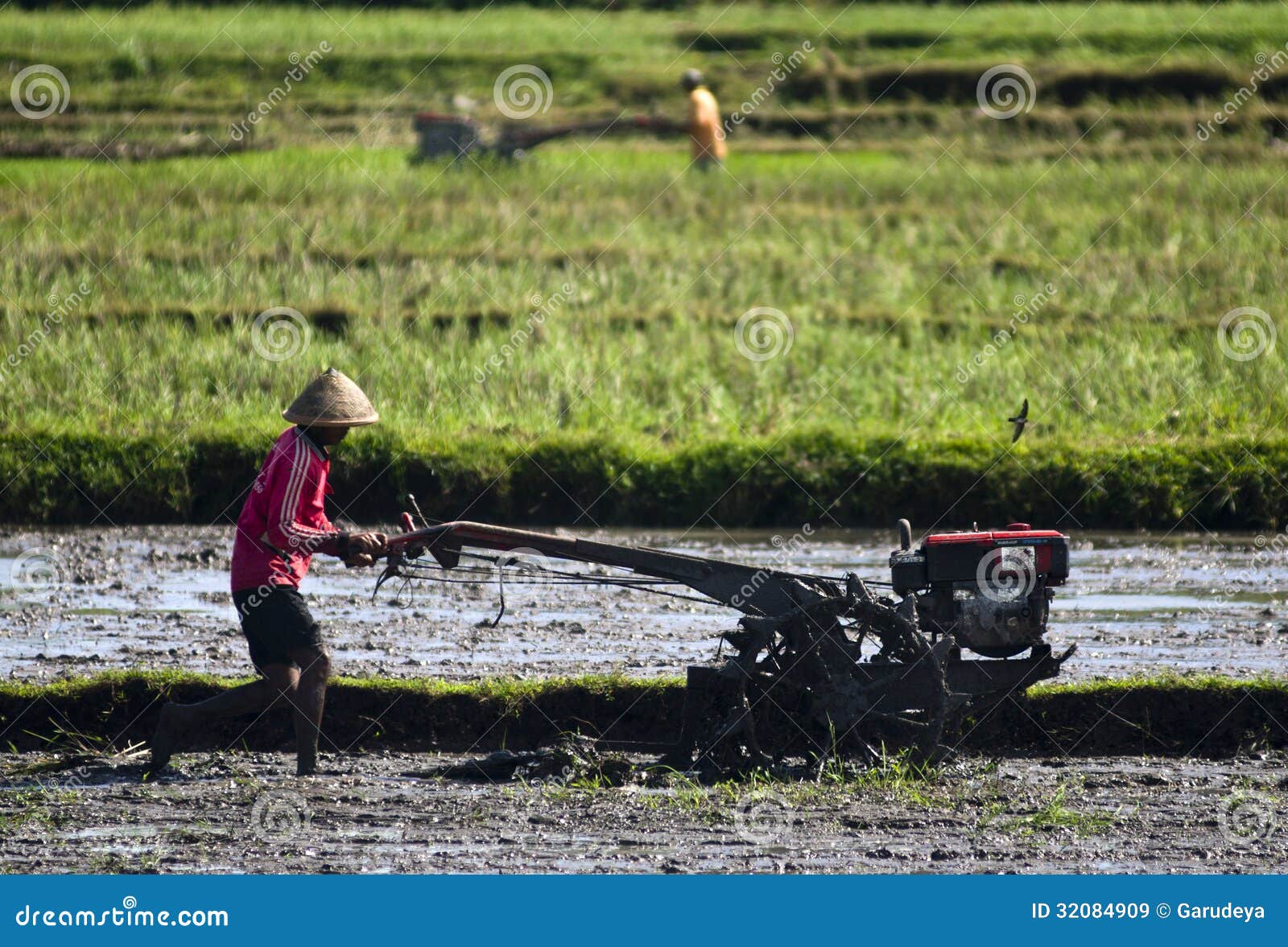 INDONESIA AGRICULTURE Editorial Stock Image Image 32084909