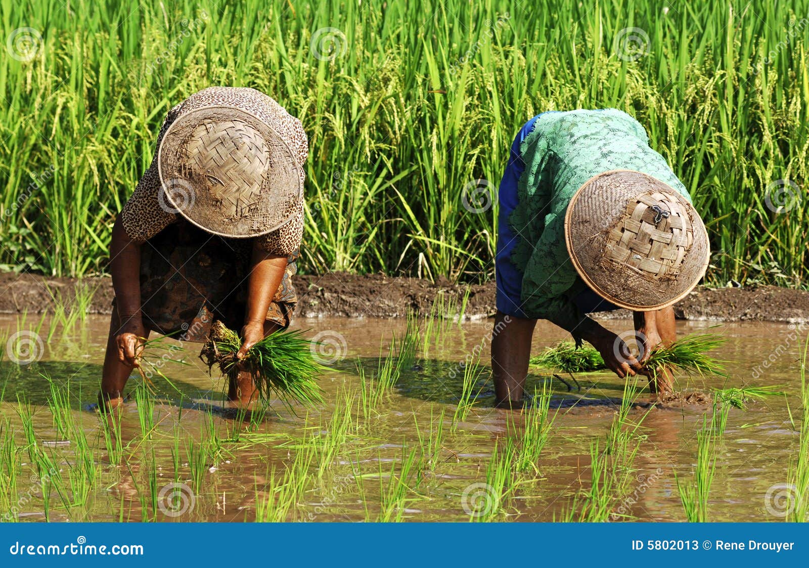 Indonesia, Java Work in Ricefield Stock Image Image of soil, culture 5802013