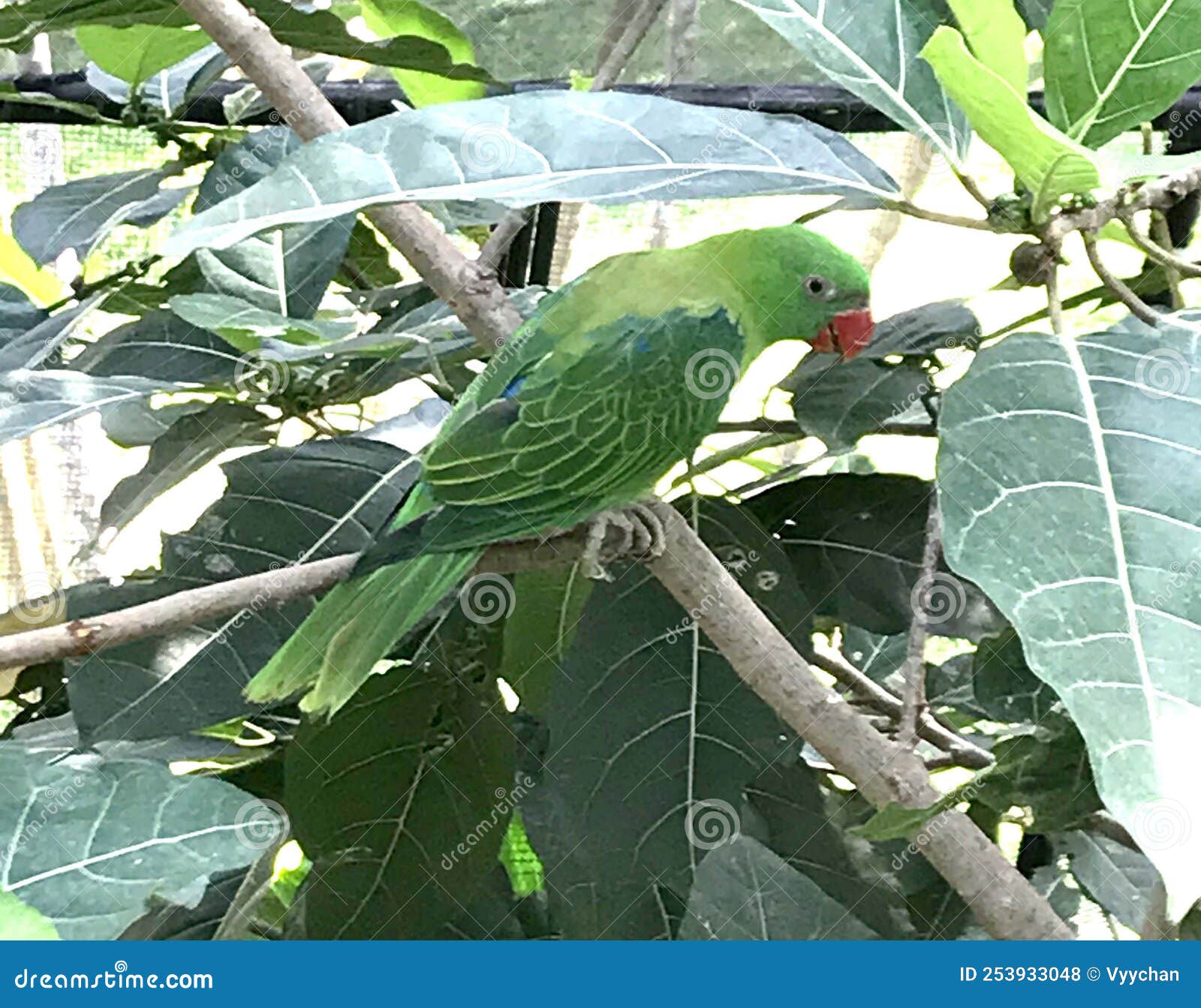 indonesia sanur bali bird park tropical birds colorful birds endangered parrot macaw birdwatching birdwatch chilling feather