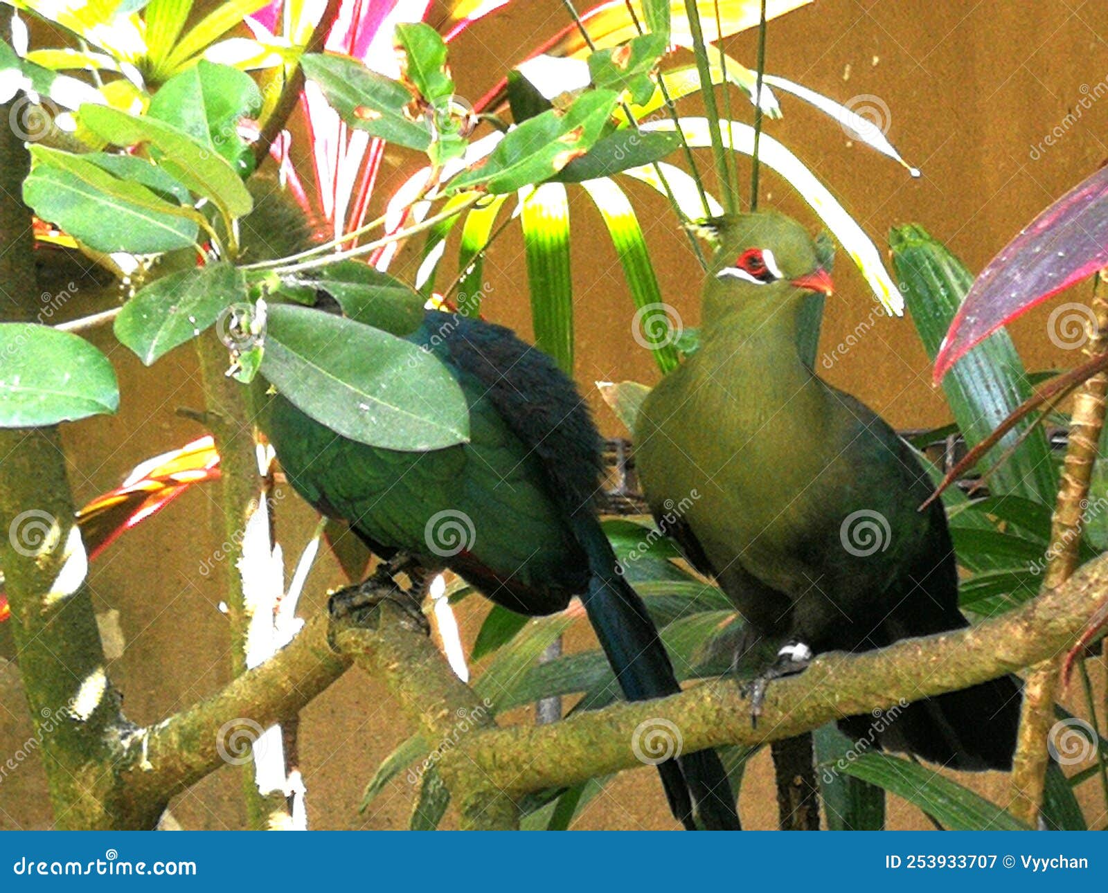 indonesia sanur bali bird park tropical birds colorful birds endangered parrot macaw birdwatching birdwatch chilling feather