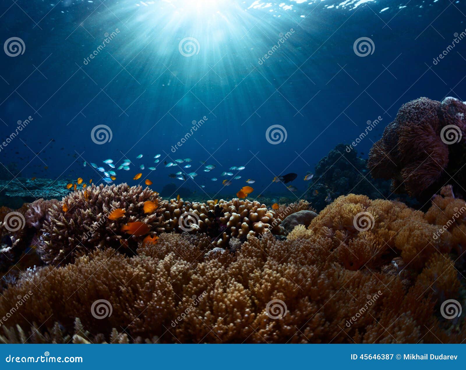 Indonesia stock image. Image of sunlight, reef, transparent - 45646387