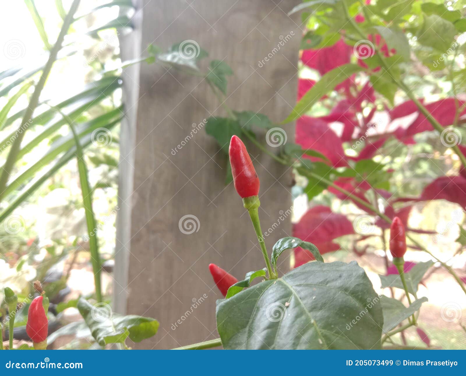 Indonesian cayenne pepper stock image. Image of blossom 205073499