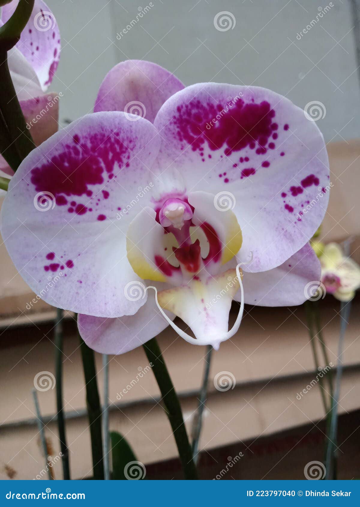 indonesian flowers, namely orchids