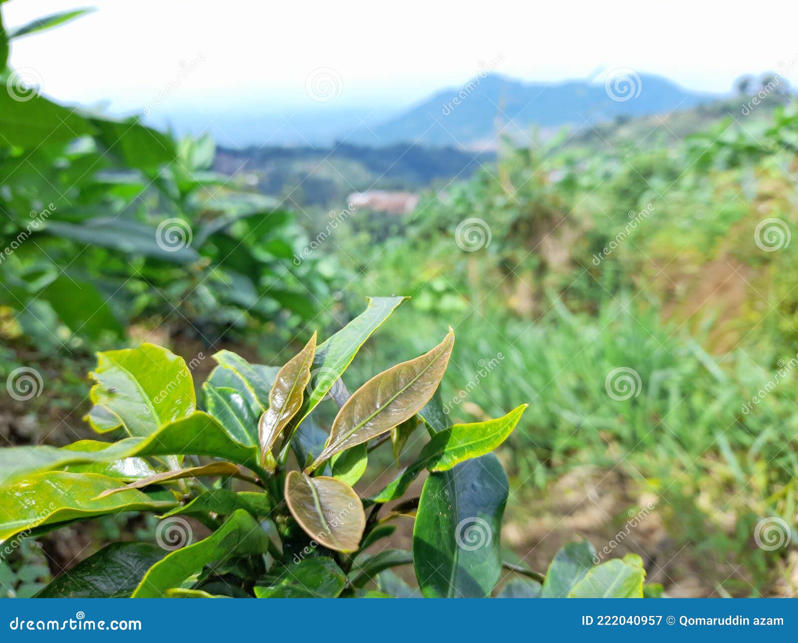 Indonesian Java Island Green Tea Stock Image Image of island, green