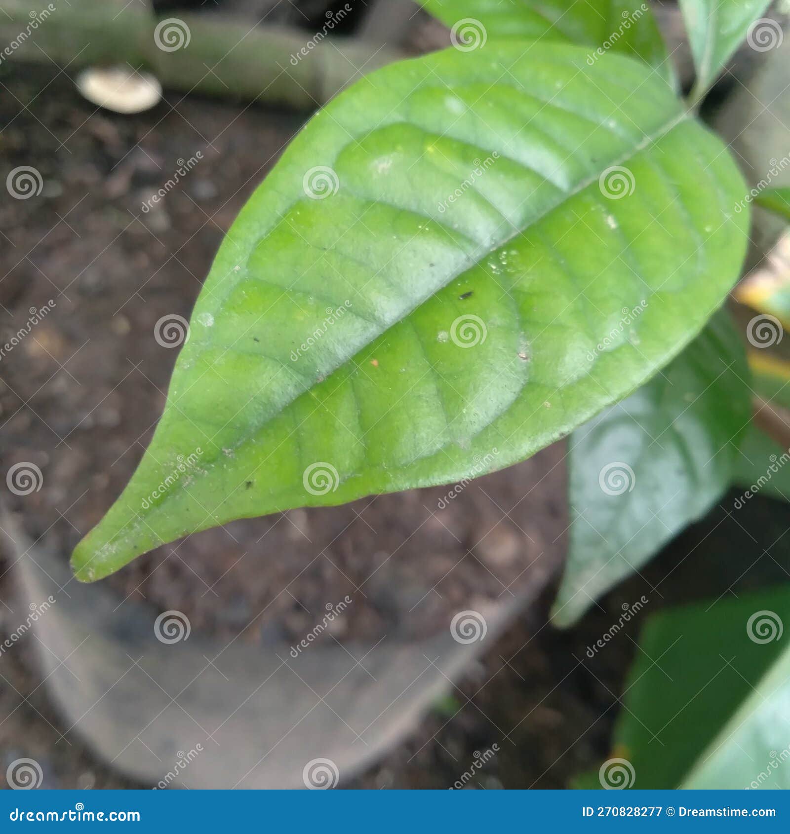 Indonesian Native Spice Bay Leaves Stock Image Image of spice, native