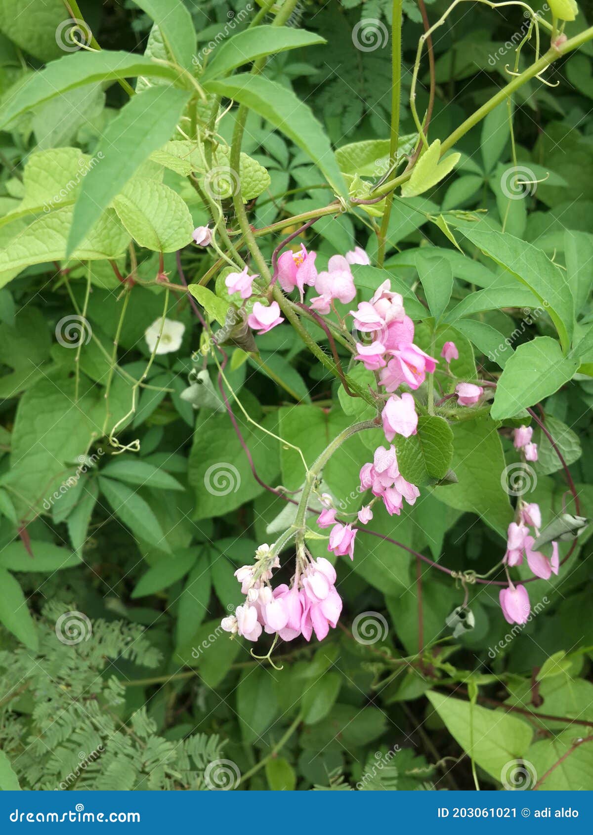 Indonesian Pink Flower Vines 9 Stock Image Image of flower, vines