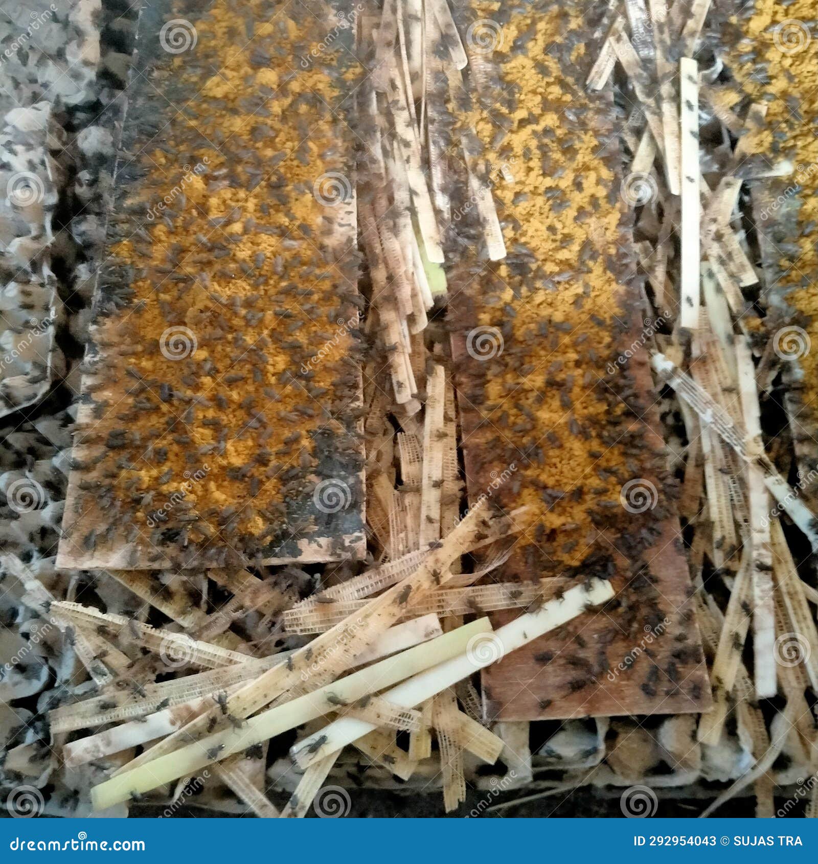 Indonesian Version of Cricket Farming, for Example Crickets Stock Image