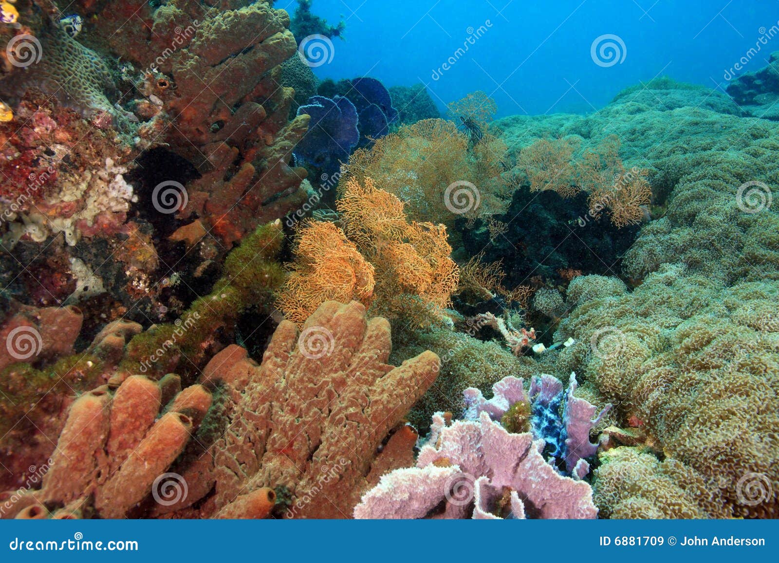 Indonesisches Korallenriff in den Lembeh Straßen von NordSulawesi