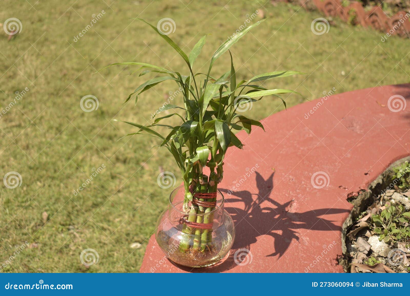 Indoor Bamboo Plant in Pot. Stock Photo Image of indoor, branch