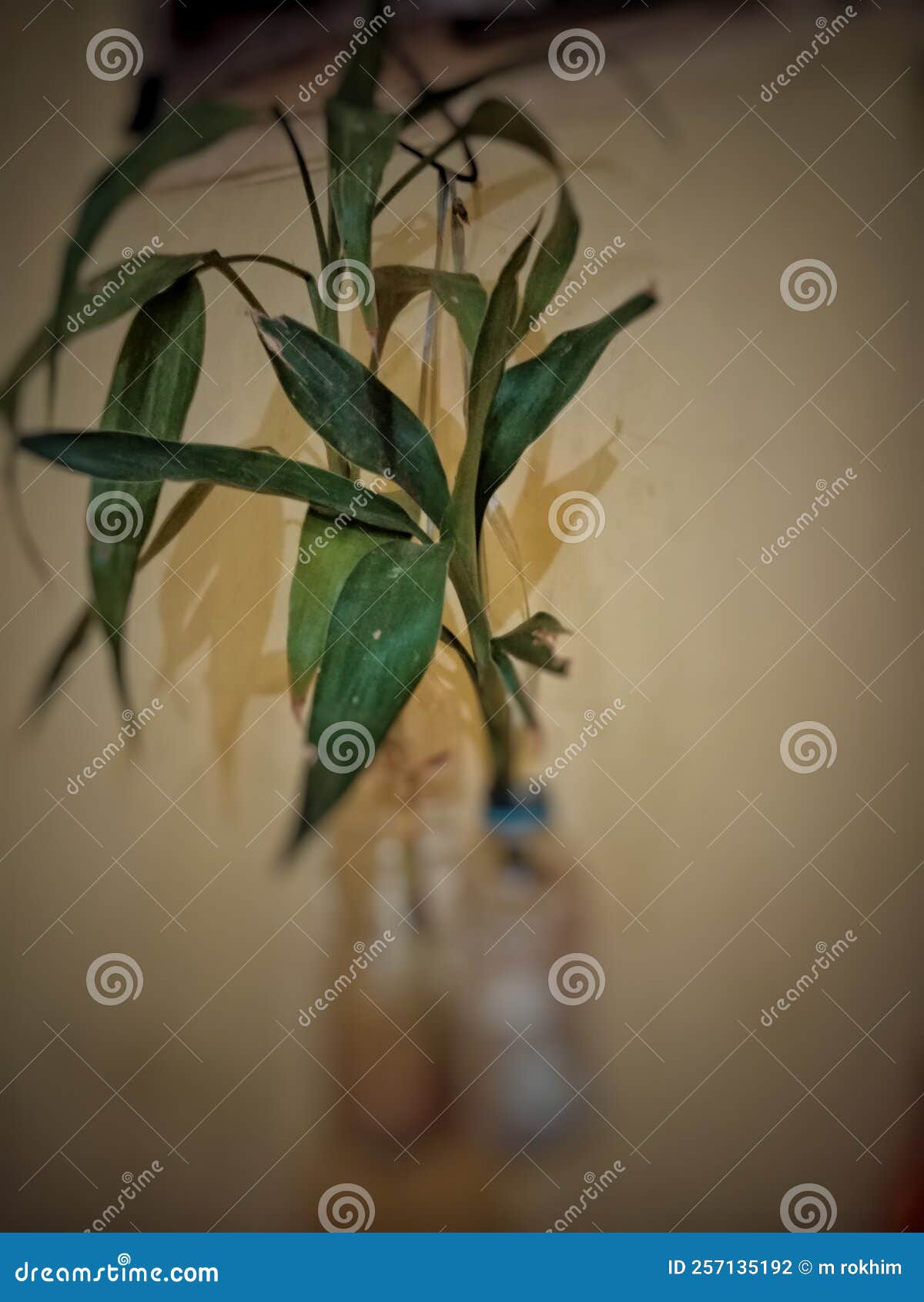 Indoor Carbon Dioxidesucking Plants Stock Photo Image of green