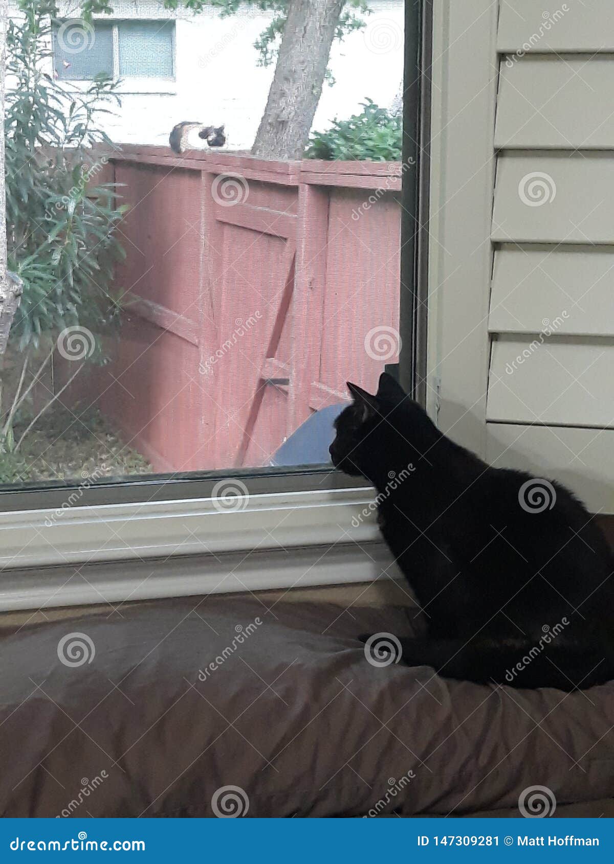 indoor cat on bed mocks outdoor cat sleeping on top of fence