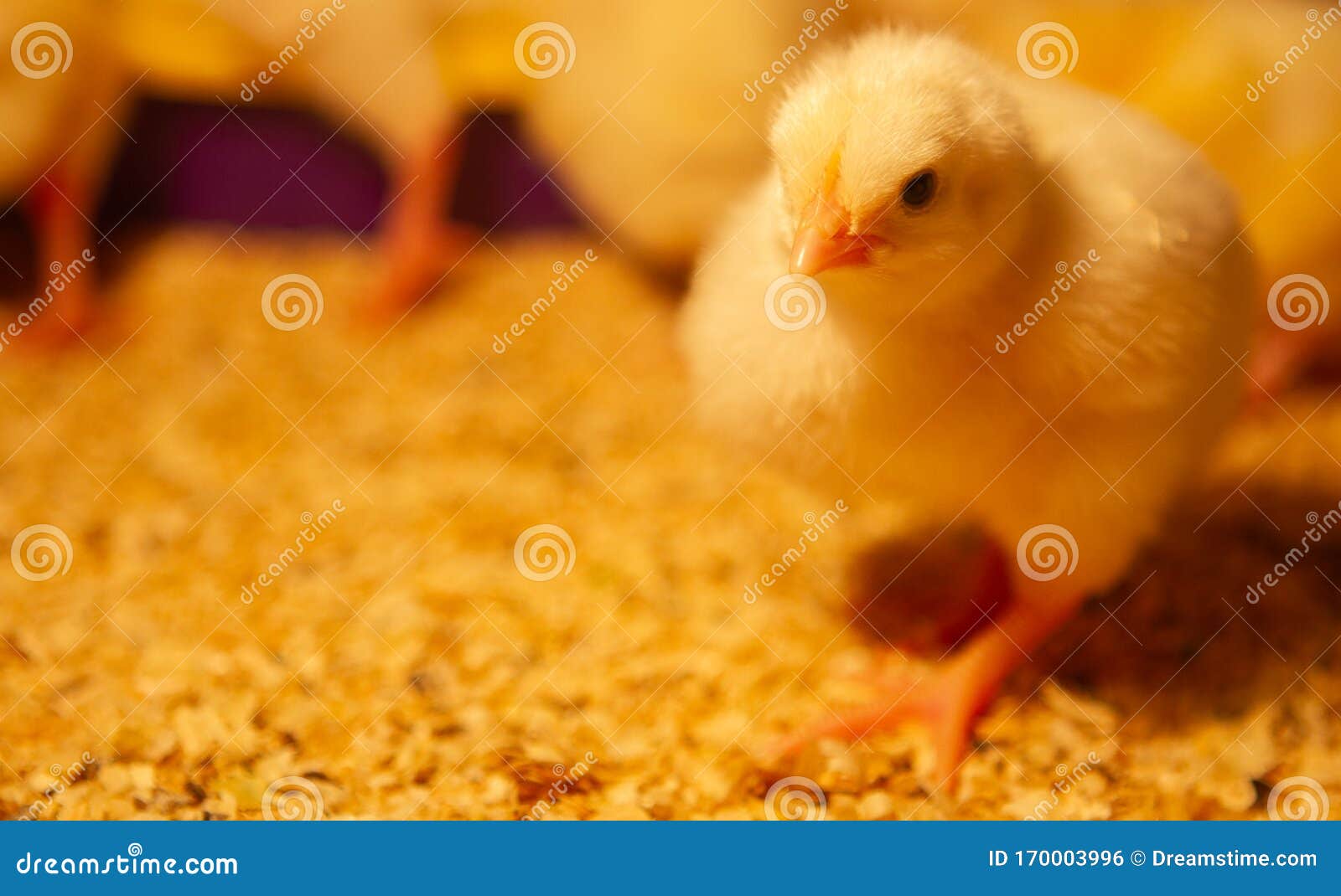 Indoor Chicken Farm, Chicken Feeding, Broiler Chicken Feeding Stock