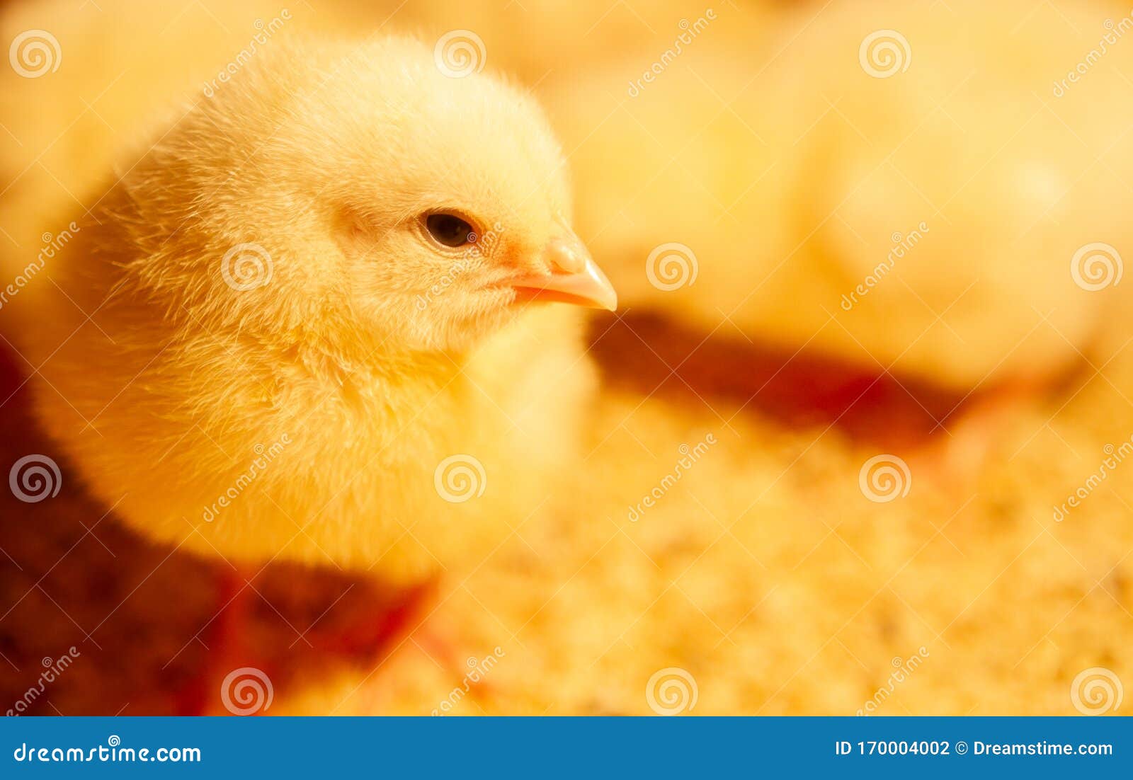 Indoor Chicken Farm, Chicken Feeding, Broiler Chicken Feeding Stock