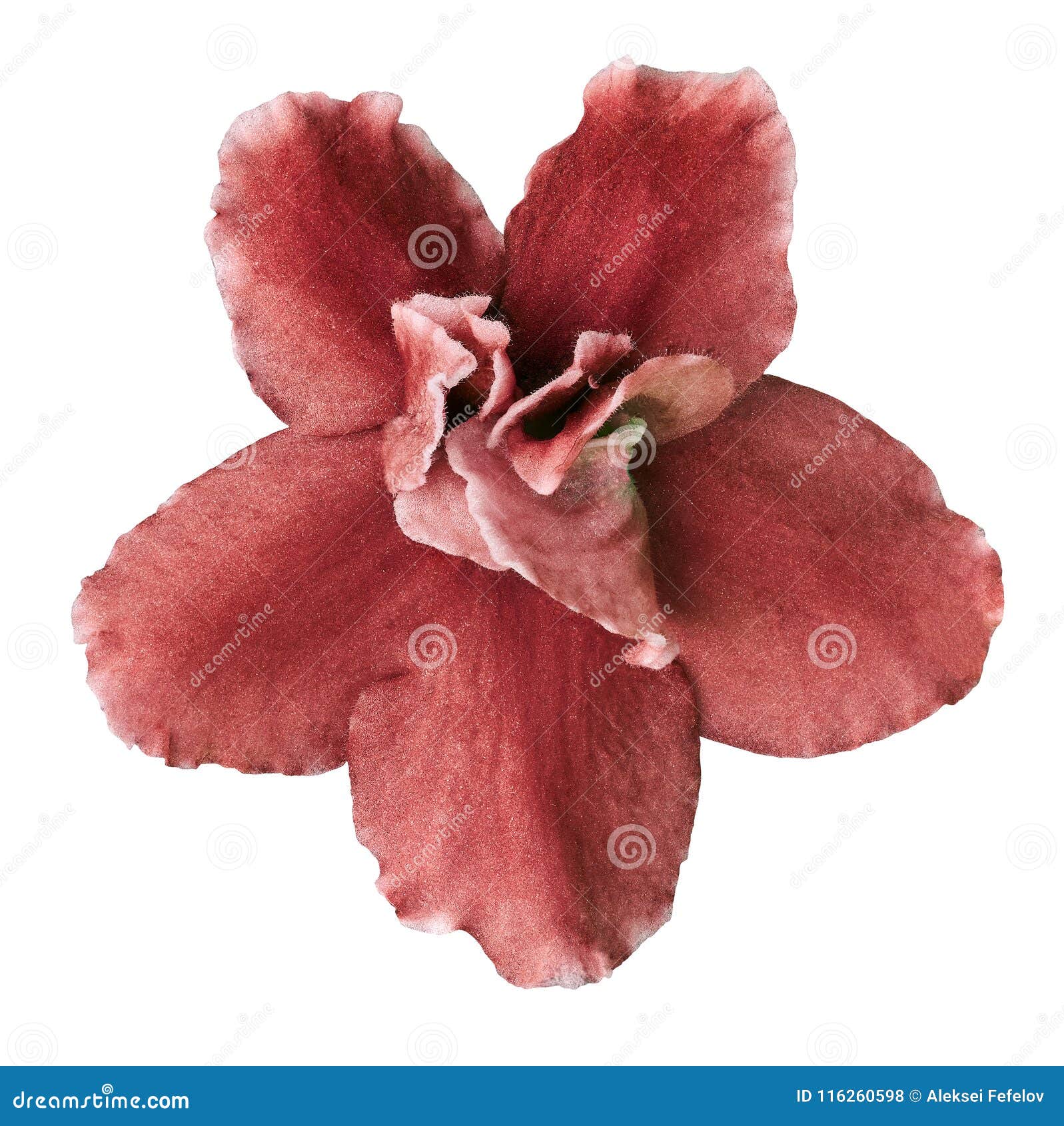 Indoor Flower Red Viola Isolated on White Background. Closeup. Macro