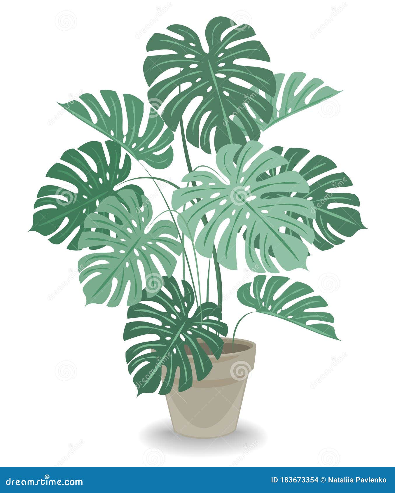 Flowerpot in a Beautiful Pot. Big Monstera, Large Leaves. Favorite Plant of Stock Vector - Illustration of home, 183673354