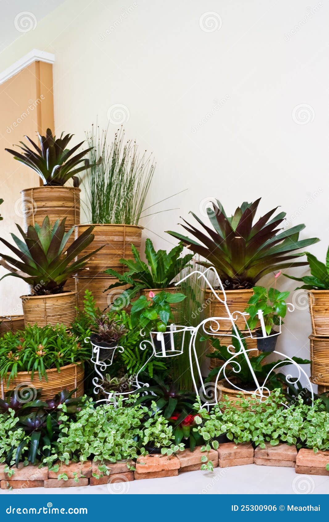 Indoor Garden for Room Corner Decoration Stock Photo - Image of home, botanical: 25300906 Indoor Garden For Room Corner Decoration Stock Photo - Image Of Home, Botanical: 25300906