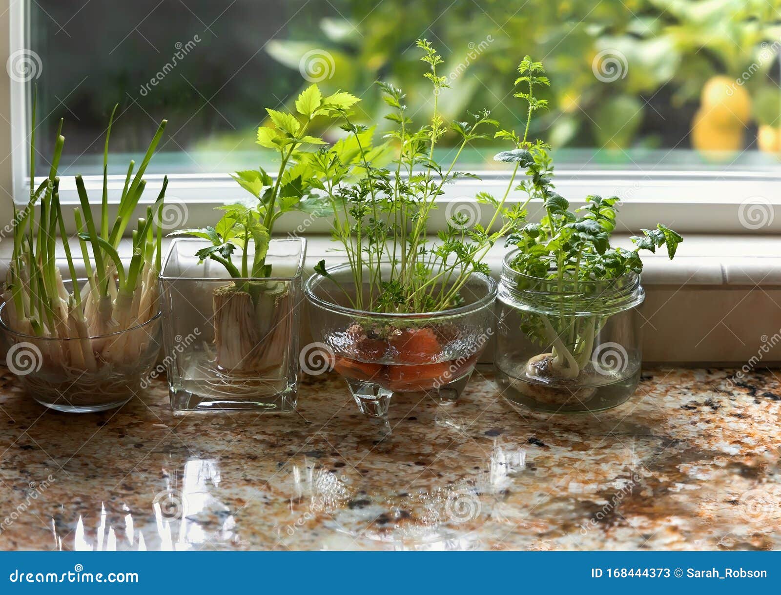 indoor herbs water garden at granite kitchen counter