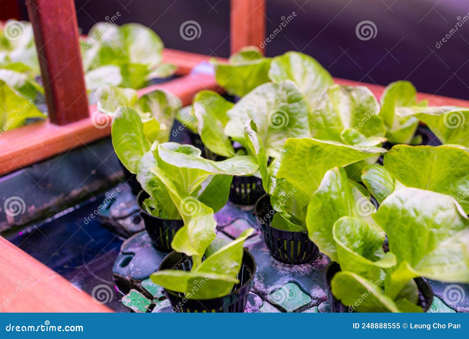 Indoor Hydroponics Plantation with LED Stock Image Image of light