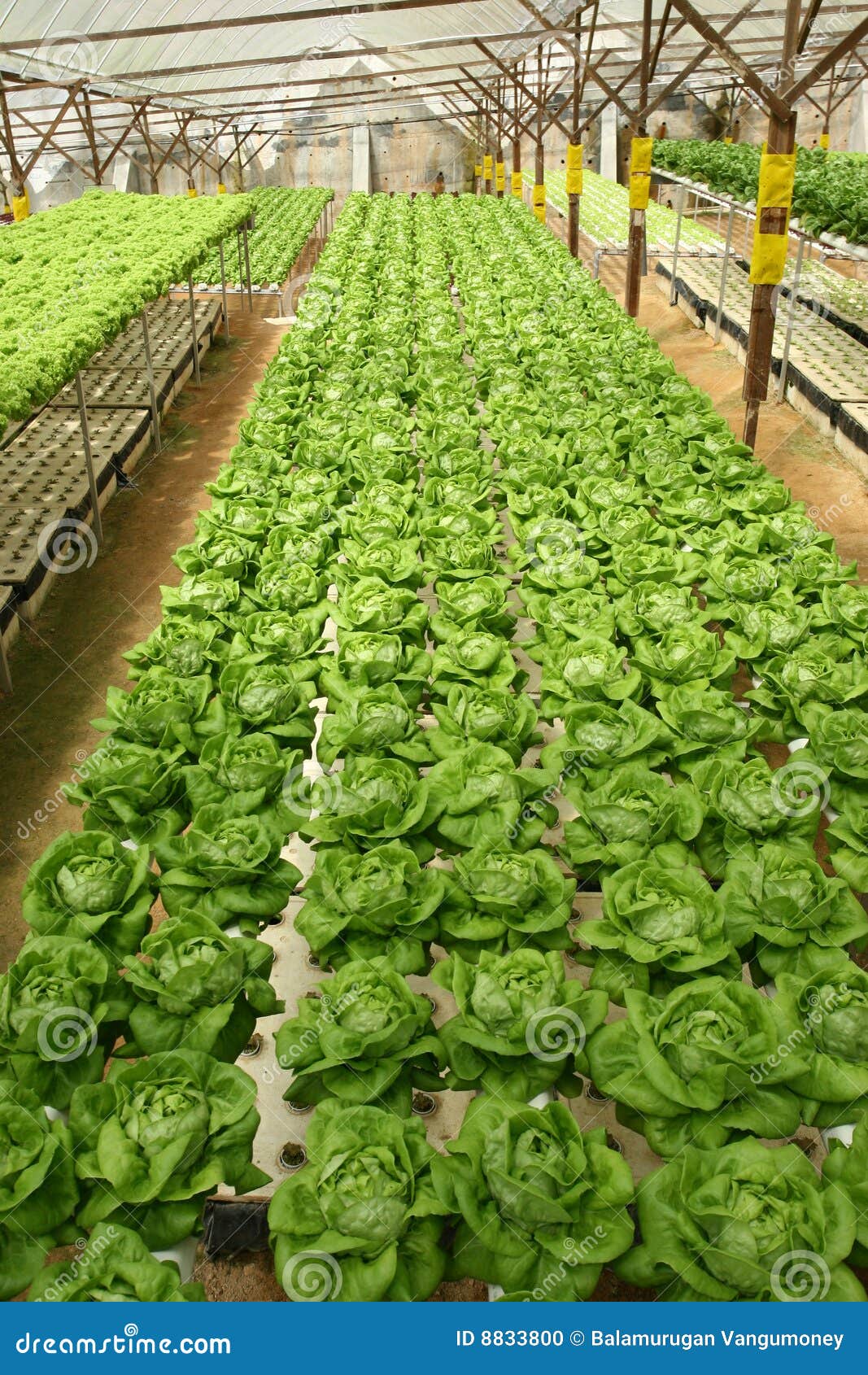 Indoor Letuce Farm stock photo. Image of healthy, growing 8833800