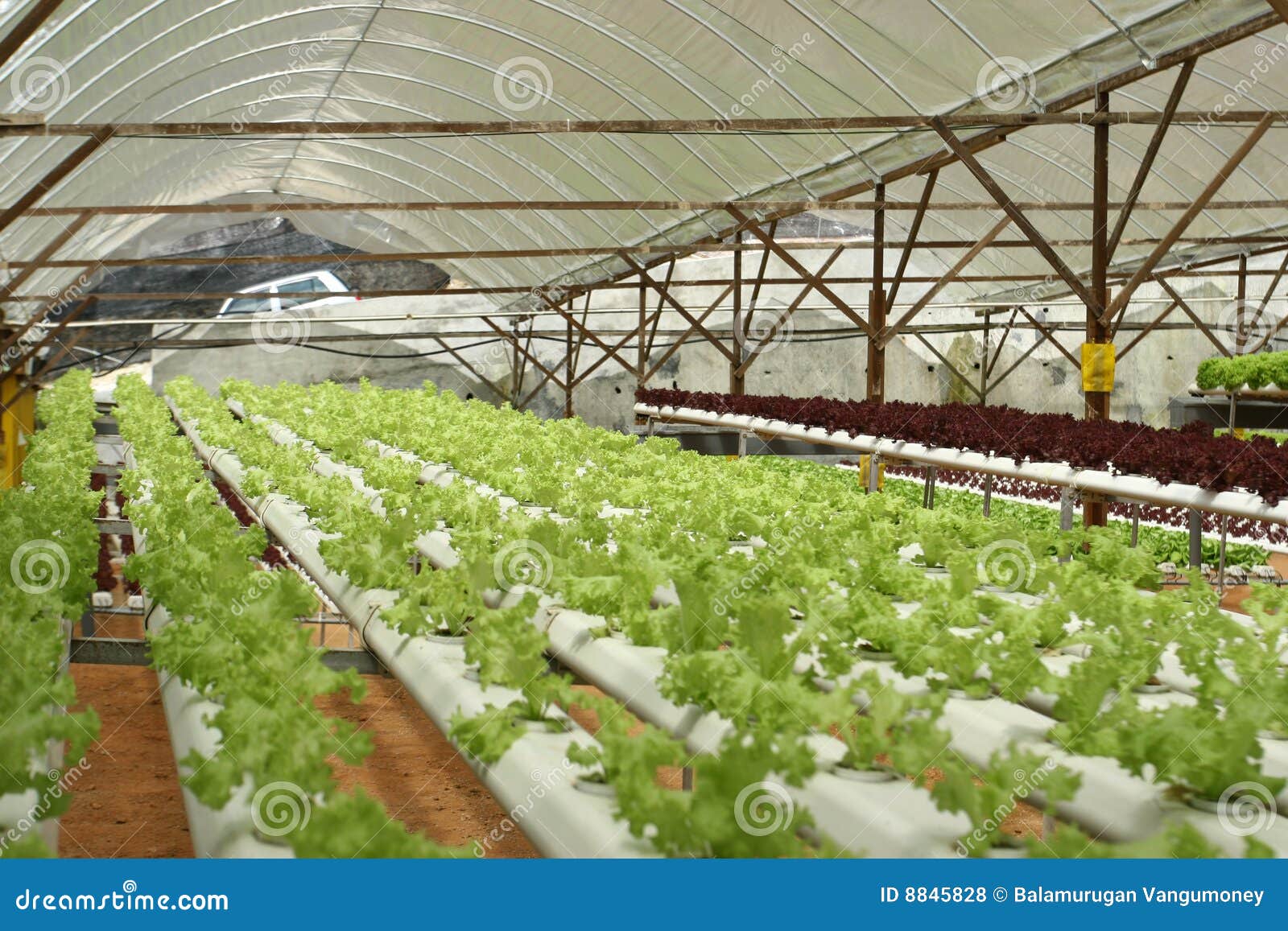 Indoor Letuce Farm stock photo. Image of healthy, spring 8845828