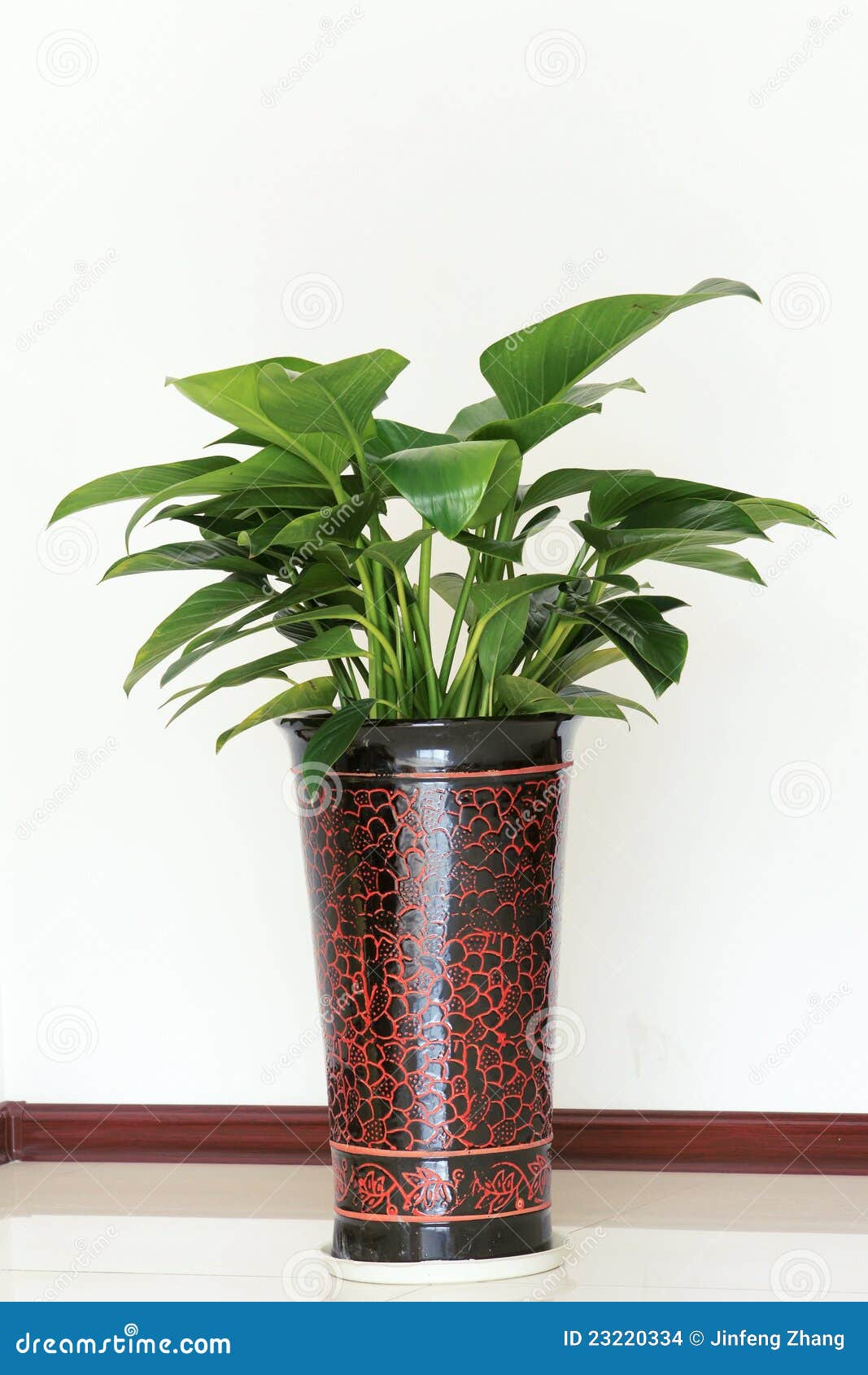 Indoor ornamental plants stock photo. Image of gardening