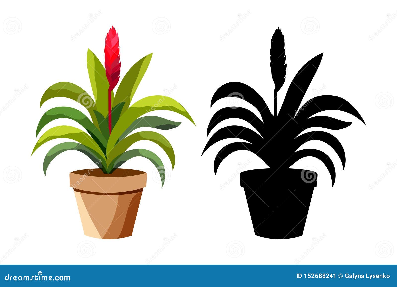 Indoor And Outdoor Landscape Garden Potted Plants Isolated