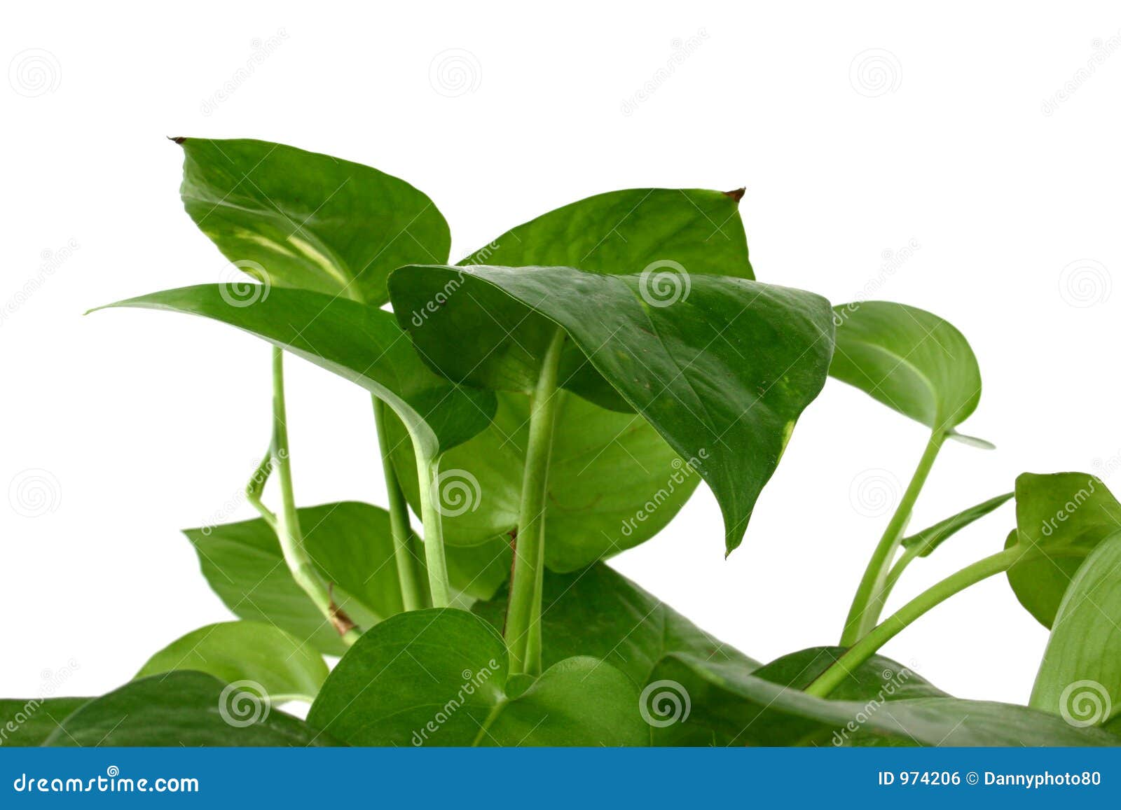 Indoor plant 3 stock photo. Image of plant, indoor, green - 974206