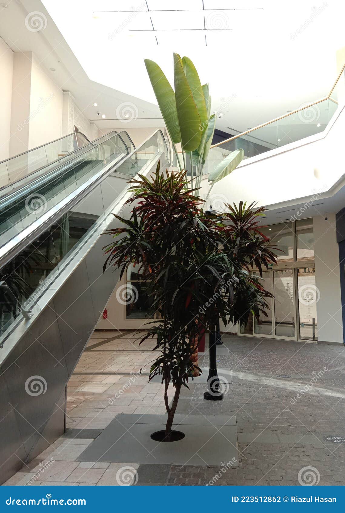 Indoor Plant in a Building in Dubai Stock Photo Image of plant, indoor 223512862