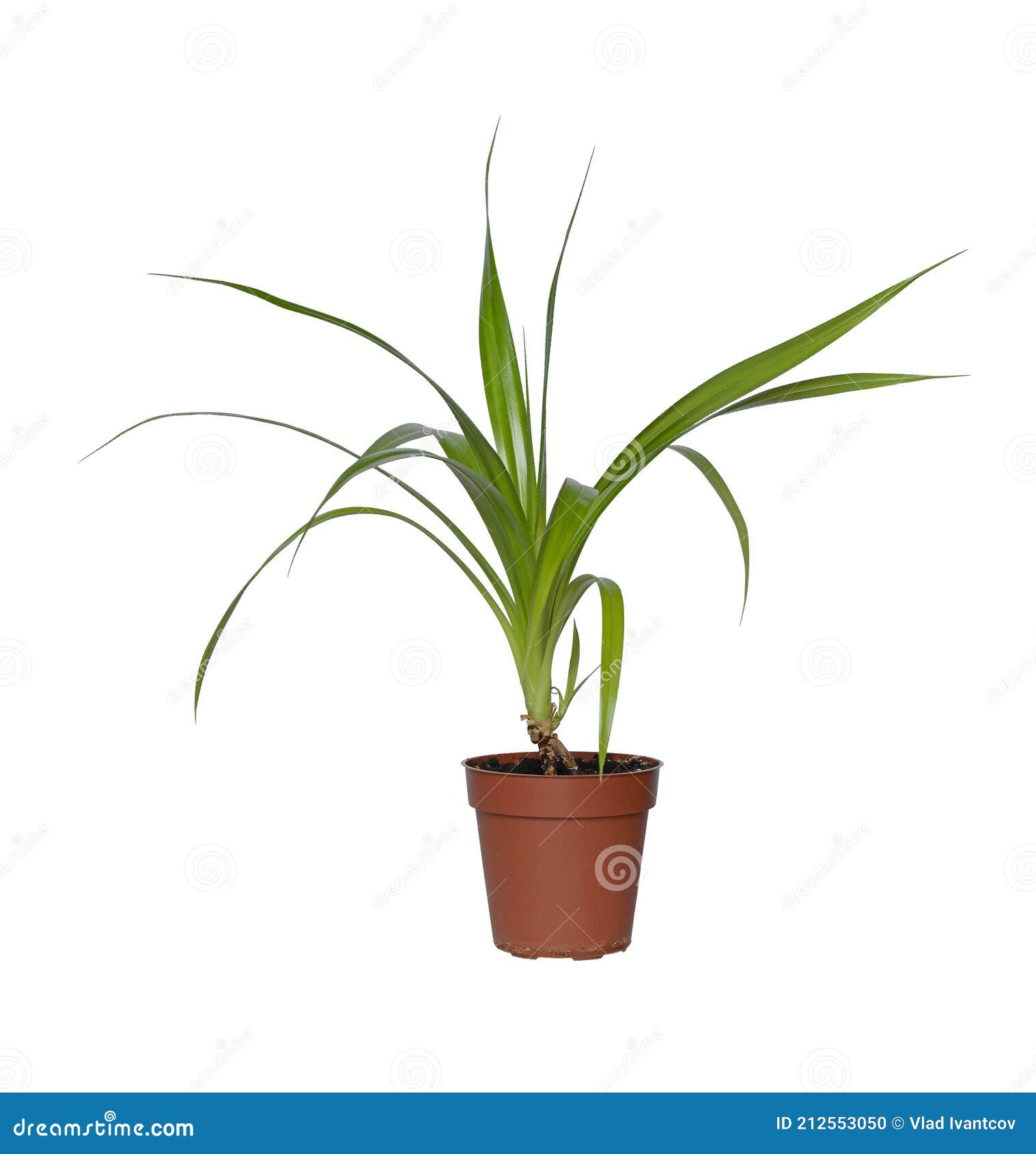 My Image 25