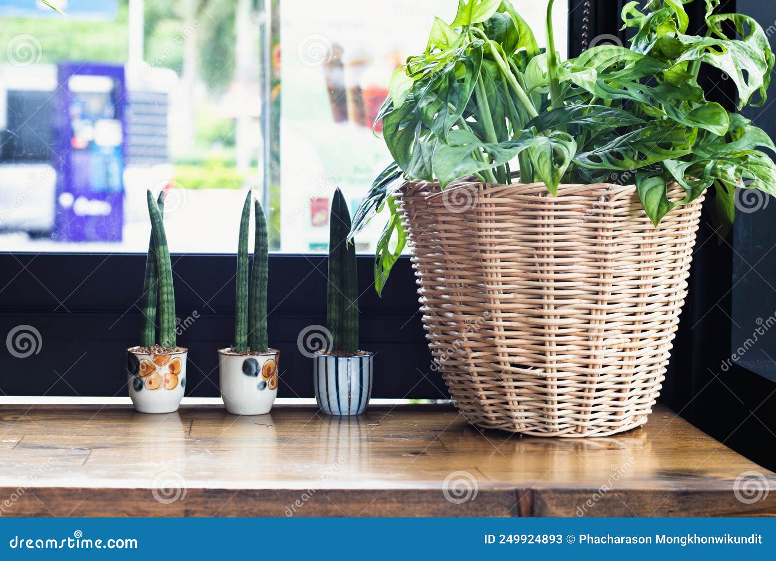 Indoor Plants beside the Glass in the Coffee Shop Stock Image Image of garden, flower 249924893