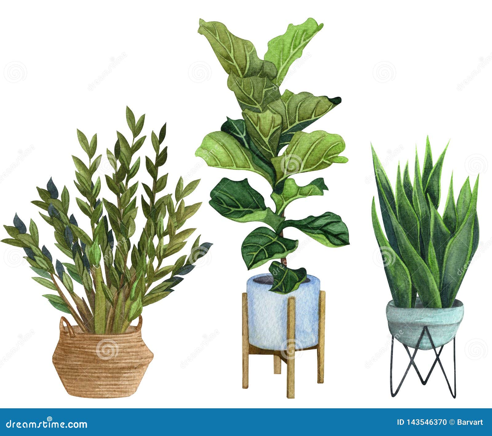  Indoor  Plants  In A Pot  Watercolor Set ZZ Plant  