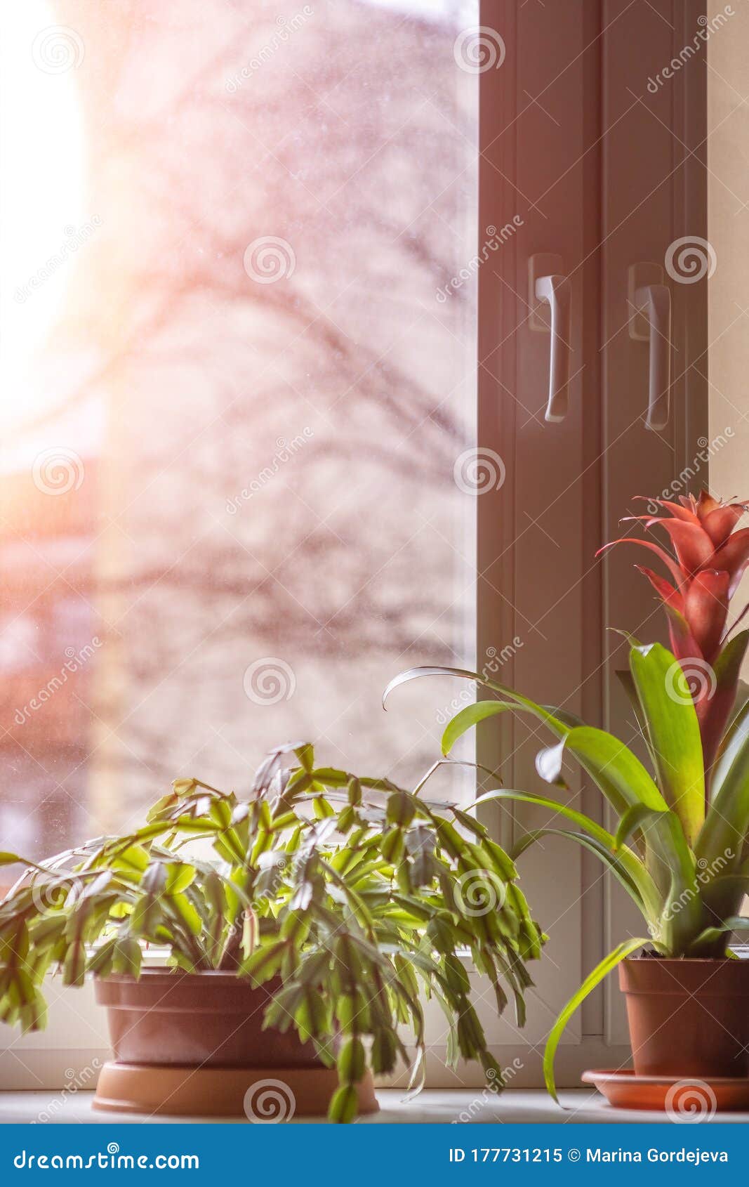 Indoor Plants in Pots on a Windowsill in the Sun. a Group of Different