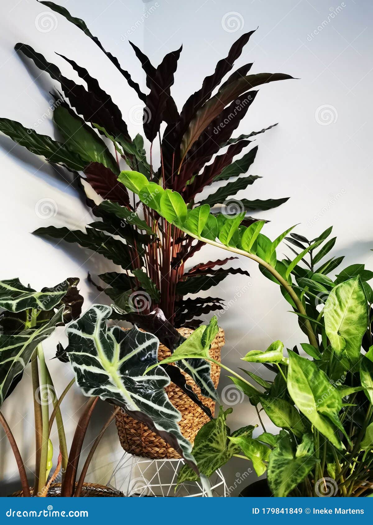 Indoor plants urban jungle stock image. Image of greenery 179841849