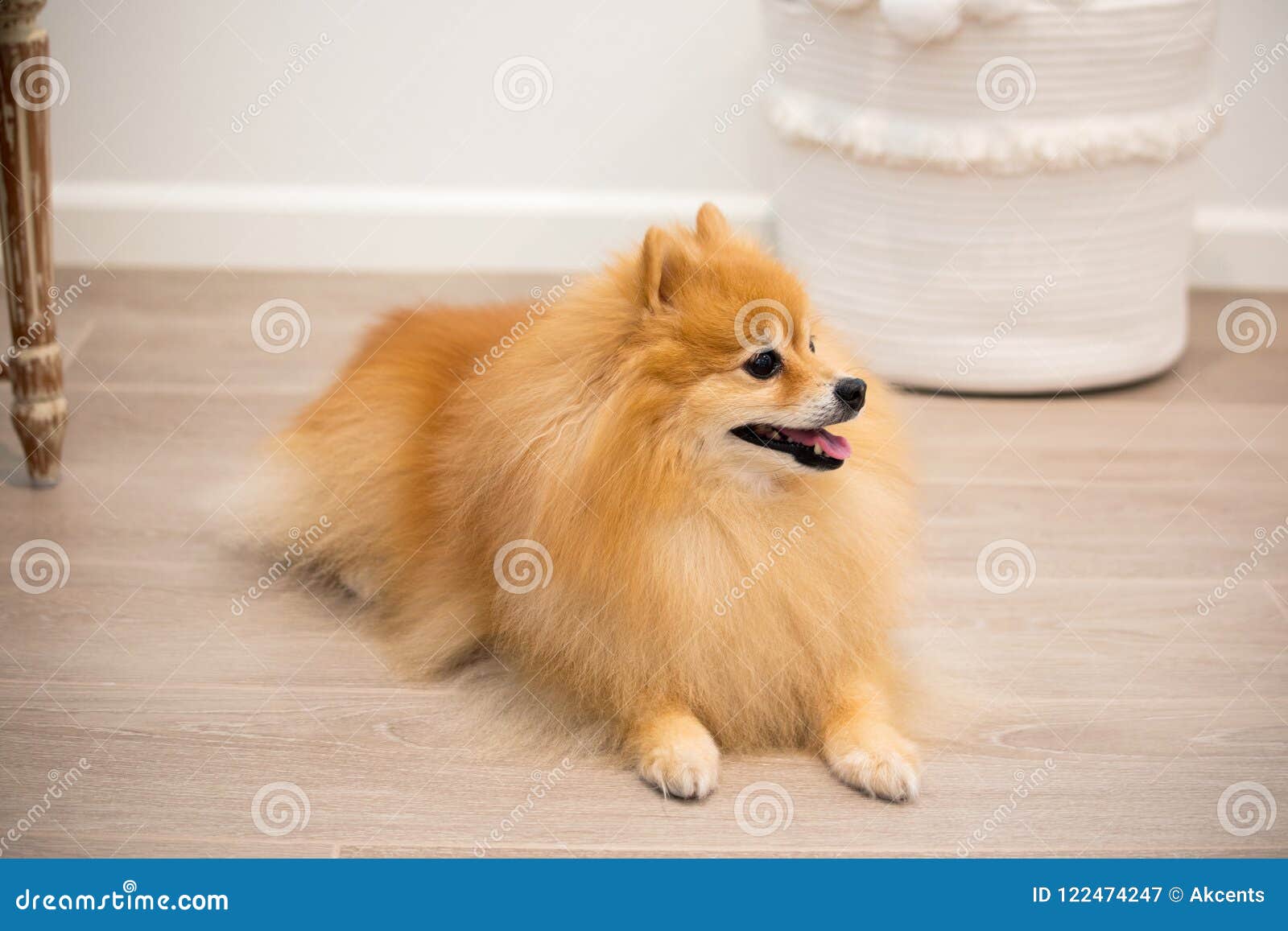 golden spitz dog