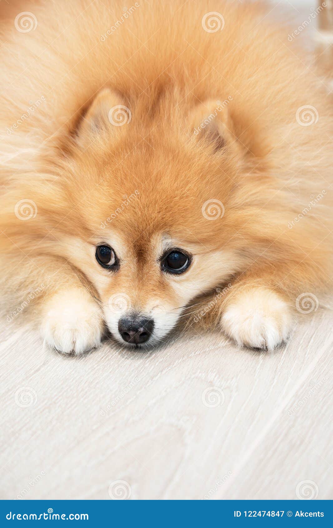 Reddish Golden Pomeranian Dog Sitting On The Laminate Wood Floor