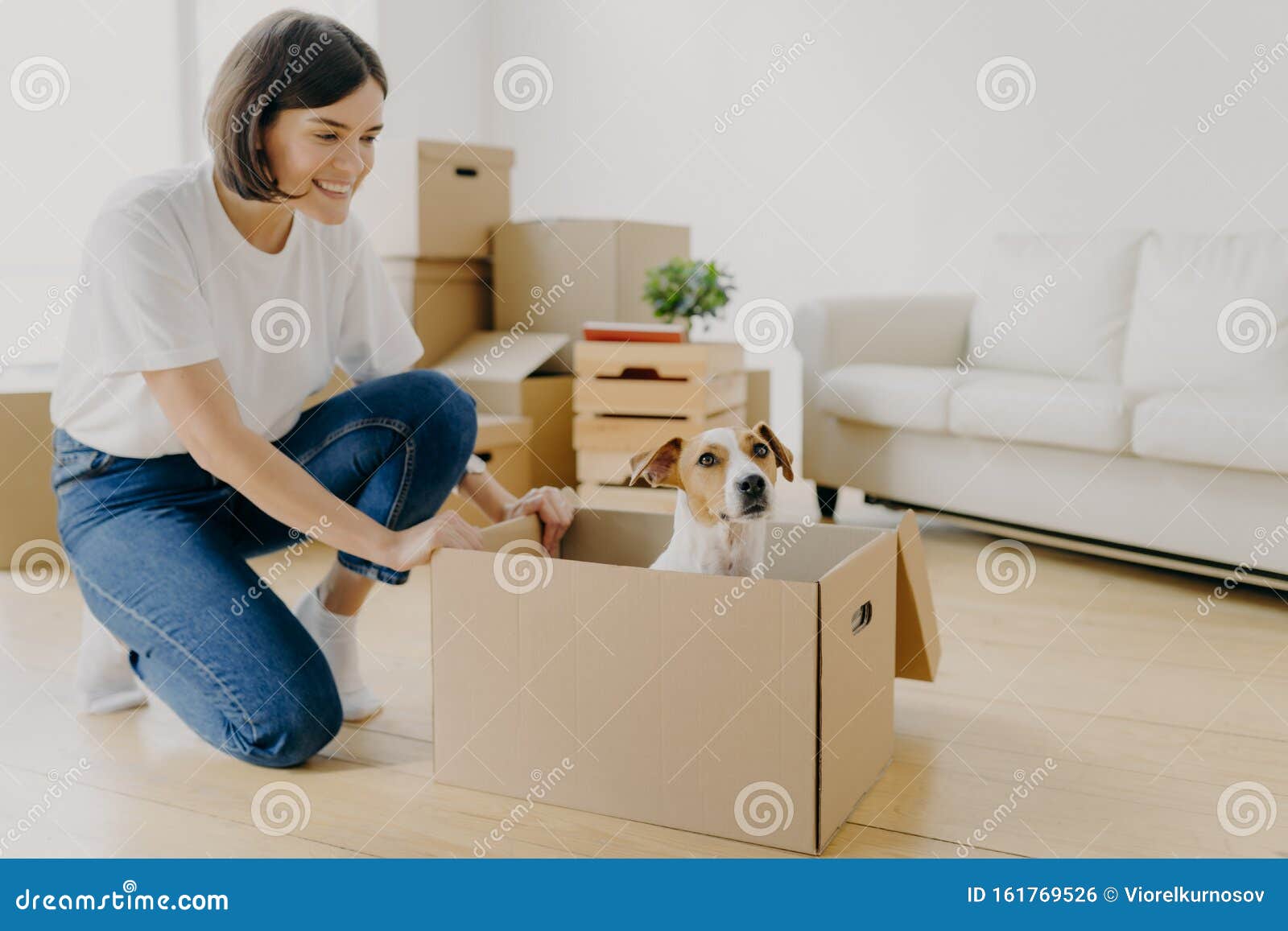 Indoor Shot of Pleased Brunette Woman Dressed in White T Shirt and Jeans, Plays with Pedigree Dog, Moves Carton Box with Animal, Stock Photo - Image of mortgage, livingroom: 161769526 Indoor Shot of Pleased Brunette Woman Dressed in White T Shirt and Jeans, Plays with Pedigree Dog, Moves Carton Box with Animal, Stock Photo - Image of mortgage, livingroom: 161769526
