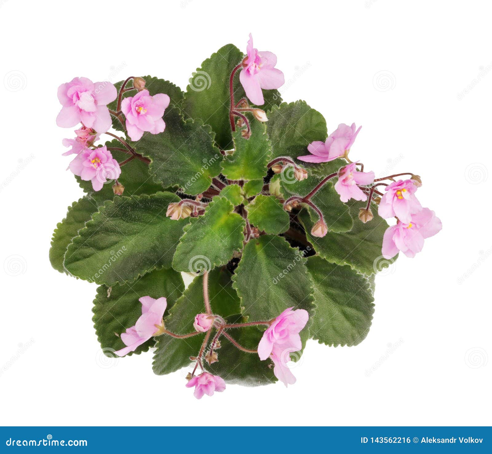 Indoor Spring Pink Violets Flowers Bush Isolated Stock Photo Image of